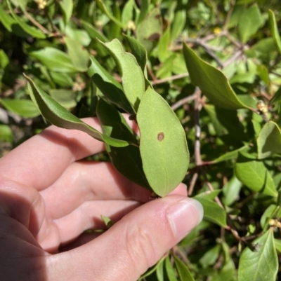 Persoonia laurina (Laurel Geebung) at Bundanoon - 5 Oct 2023 by Tapirlord