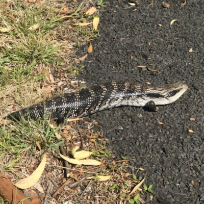 Tiliqua scincoides scincoides (Eastern Blue-tongue) at Meroo Meadow, NSW - 6 Nov 2023 by Wombatary