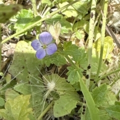 Veronica plebeia (Trailing Speedwell, Creeping Speedwell) at Jervis Bay, JBT - 7 Nov 2023 by lbradley