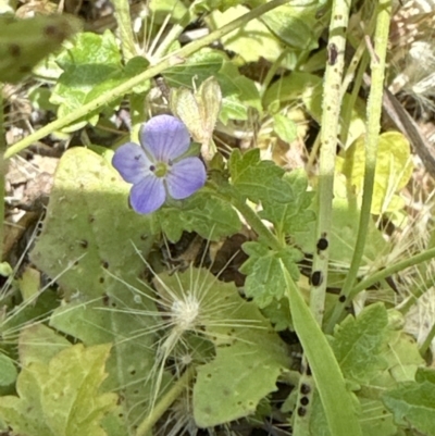 Veronica plebeia (Trailing Speedwell, Creeping Speedwell) at Booderee National Park - 7 Nov 2023 by lbradleyKV