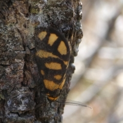 Asura lydia (Lydia Lichen Moth) at Mongarlowe River - 7 Nov 2023 by arjay