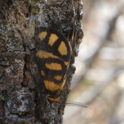 Asura lydia (Lydia Lichen Moth) at QPRC LGA - 7 Nov 2023 by arjay