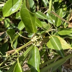 Leichhardtia rostrata (Milk Vine) at Jervis Bay, JBT - 7 Nov 2023 by lbradley