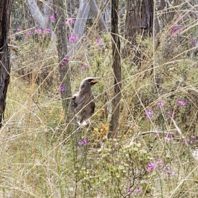 Strepera versicolor (Grey Currawong) at Captains Flat, NSW - 7 Nov 2023 by Csteele4