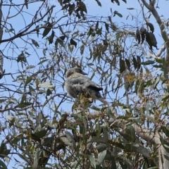 Strepera versicolor at QPRC LGA - 7 Nov 2023 02:05 PM