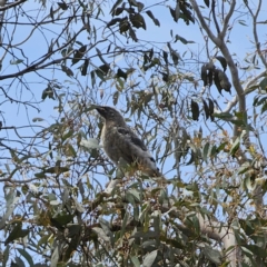 Strepera versicolor at QPRC LGA - 7 Nov 2023 02:05 PM