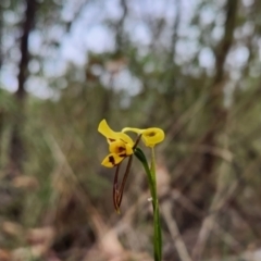Diuris sulphurea (Tiger Orchid) at Paddys River, ACT - 4 Nov 2023 by RangerGregor