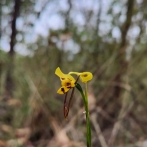 Diuris sulphurea at Gibraltar Pines - suppressed