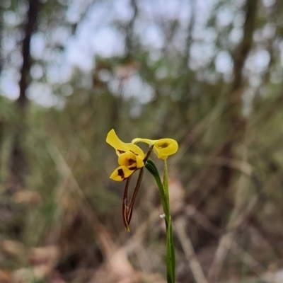 Diuris sulphurea (Tiger Orchid) at Gibraltar Pines - 4 Nov 2023 by RangerGregor