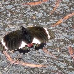 Papilio aegeus (Orchard Swallowtail, Large Citrus Butterfly) at Canberra Central, ACT - 1 Nov 2023 by RangerGregor