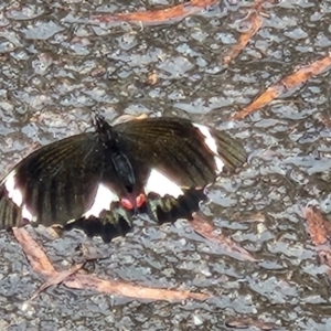 Papilio aegeus at ANBG - 1 Nov 2023 11:15 AM