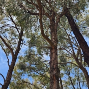 Eucalyptus crebra at Curtin, ACT - 7 Nov 2023