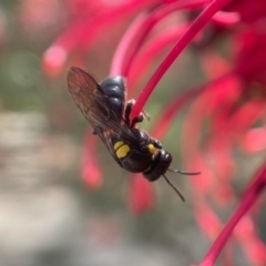 Amphylaeus morosus at ANBG - 7 Nov 2023 by PeterA