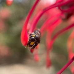 Amphylaeus morosus at ANBG - 7 Nov 2023 03:07 PM