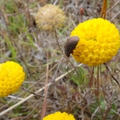 Edusella lineata at Mulligans Flat - 4 Nov 2023 01:49 PM