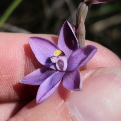 Thelymitra sp. (A Sun Orchid) at QPRC LGA - 6 Nov 2023 by Csteele4