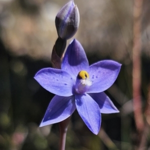 Thelymitra simulata at suppressed - 7 Nov 2023