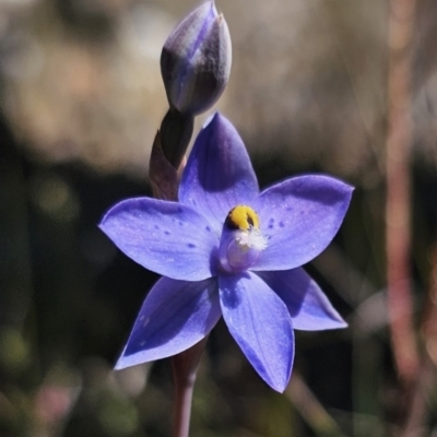Thelymitra simulata (Graceful Sun-orchid) at QPRC LGA - 6 Nov 2023 by Csteele4