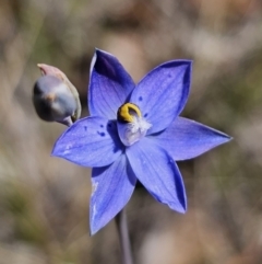 Thelymitra simulata at suppressed - 7 Nov 2023