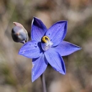 Thelymitra simulata at suppressed - 7 Nov 2023