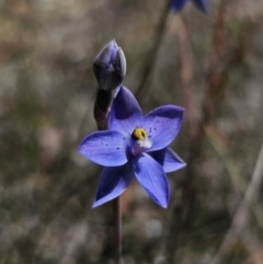 Thelymitra simulata at QPRC LGA - 7 Nov 2023