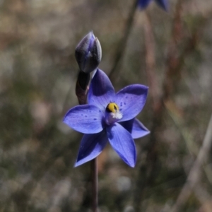 Thelymitra simulata at suppressed - 7 Nov 2023