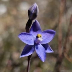 Thelymitra simulata at suppressed - 7 Nov 2023