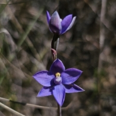 Thelymitra sp. at QPRC LGA - suppressed