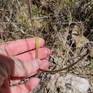 Thelymitra sp. at QPRC LGA - suppressed