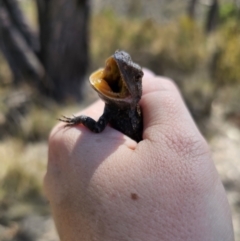 Amphibolurus muricatus at QPRC LGA - 7 Nov 2023 by Csteele4