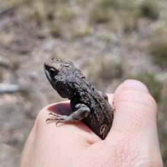 Amphibolurus muricatus at QPRC LGA - 7 Nov 2023 11:01 AM