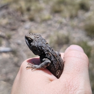 Amphibolurus muricatus at QPRC LGA - 7 Nov 2023 11:01 AM