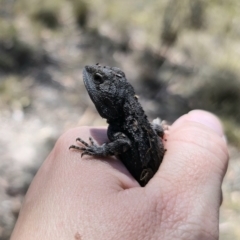 Amphibolurus muricatus at QPRC LGA - 7 Nov 2023 11:01 AM