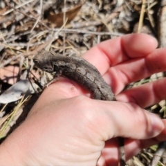 Amphibolurus muricatus at QPRC LGA - 7 Nov 2023 11:01 AM