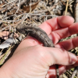 Amphibolurus muricatus at QPRC LGA - 7 Nov 2023 11:01 AM