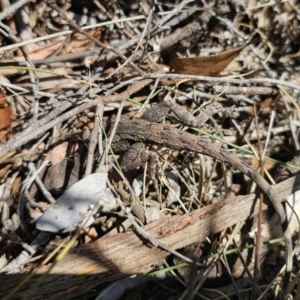 Amphibolurus muricatus at QPRC LGA - 7 Nov 2023 11:01 AM