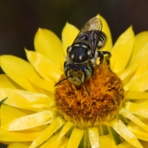 Megachile (Eutricharaea) macularis at QPRC LGA - 7 Nov 2023 11:32 AM