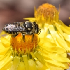 Megachile (Eutricharaea) macularis at QPRC LGA - 7 Nov 2023