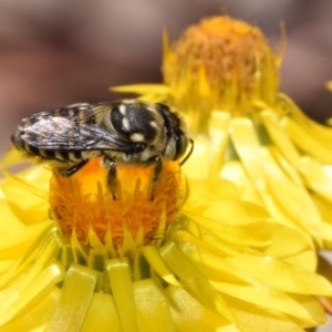 Megachile (Eutricharaea) macularis at QPRC LGA - 7 Nov 2023 11:32 AM