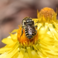 Megachile (Eutricharaea) macularis at QPRC LGA - 7 Nov 2023