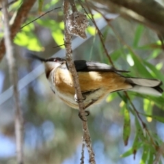 Acanthorhynchus tenuirostris (Eastern Spinebill) at Aranda, ACT - 6 Nov 2023 by KMcCue