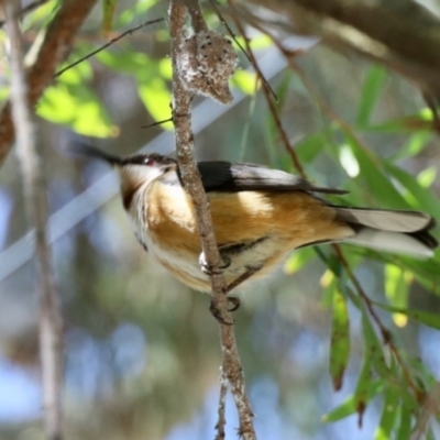 Acanthorhynchus tenuirostris (Eastern Spinebill) at Aranda, ACT - 6 Nov 2023 by KMcCue