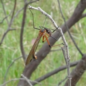 Harpobittacus (genus) at Mulligans Flat - 4 Nov 2023 02:27 PM