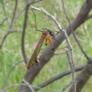 Harpobittacus sp. (genus) at Mulligans Flat - 4 Nov 2023 02:27 PM