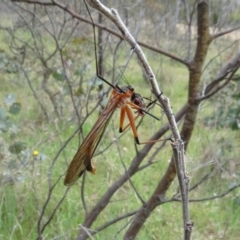 Harpobittacus (genus) at Mulligans Flat - 4 Nov 2023 02:27 PM