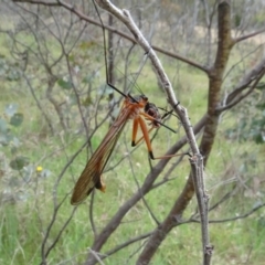 Harpobittacus sp. (genus) at Mulligans Flat - 4 Nov 2023 02:27 PM