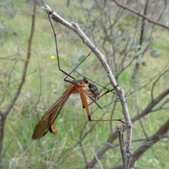 Harpobittacus (genus) at Mulligans Flat - 4 Nov 2023 02:27 PM