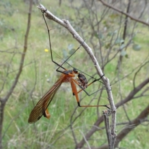 Harpobittacus (genus) at Mulligans Flat - 4 Nov 2023 02:27 PM