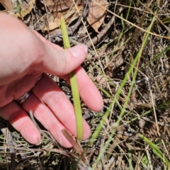 Thelymitra peniculata at QPRC LGA - 7 Nov 2023