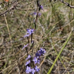 Thelymitra peniculata at QPRC LGA - 7 Nov 2023